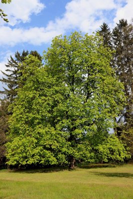 Aesculus hippocastanum - jírovec maďal - celek (37)